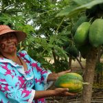 Las comunidades indígenas Wayuu producen pimentón, yuca, papaya, frijol, maíz, popocho (plátano), cilantro, lechuga, zanahoria, sandía, ahuyama, melón, maracuyá, entre otras variedades de frutas y verduras.