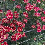 Desde el 13 al 17 de marzo se celebrará la Semana del Clavel en Colombia organizada por 9 hibridadores que abren sus vitrinas para que compradores y floricultores nacionales e internacionales puedan conocer las nuevas variedades de clavel que marcarán la tendencia durante la próxima temporada.