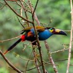 Tucán Andino Piquilaminado. Foto David Fajardo Trujillo.