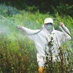 La fumigación de cultivos ilícitos con glifosato