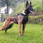 * Los colombianos guardan la esperanza de ver de nuevo a Wilson, el perro que contribuyó con el rescate de los niños del Guaviare.