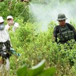 Cultivos de Coca.Foto Policía Nacional