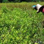 Cultivos de coca en Colombia