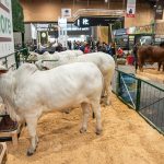 Exposición ganadera en AgroExpo 2023