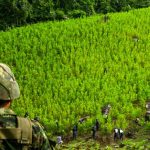 Erradicación de hojas de coca