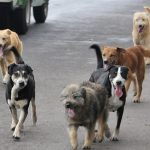 El 27 de julio se celebra  Día internacional del Perro Callejero.Foto Unsplash.