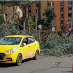 Arbol se cayó encima de un taxi en sector de Ciudad Salitre de Bogotá.Foto Bomberos de Bogotá