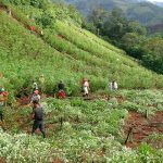 Cultivos de Coca en Colombia
