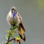 Chivito de Santa Marta (Oxypogon cyanolaemus)