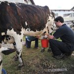 En el Foro Global de Inversión, organizado por la FAO, Colombia expondrá la transformación de la ganadería lechera y el potencial que tiene el sector en productividad, gestión ambiental y comercialización.