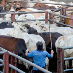 Gustavo Petro busca revivir los mataderos municipales