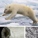 Abrigo con piel de Oso