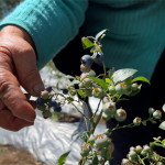 La problemática de las mujeres afectadas fue descubierta durante visitas a fábricas de atún y cultivos de flores en el país. El Ministerio de Trabajo ha impuesto sanciones, hasta el momento, por $25.000 millones a compañías que incumplen las normas laborales.