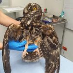 Equipo de Secretaría de Ambiente atendió a búho rescatado en Cerros Orientales