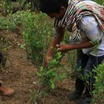 Campesinos erradicando manualmente cultivos de coca. (Lokman Ilhan - Agencia Anadolu).