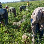 Sector de agricultura en Colombia.