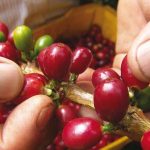 Cafeteros-de-Colombia.-Foto-Federación-Nacional-de-Cafeteros-de-Colombia-FNC