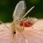 Detección del virus Oropouche (OROV)