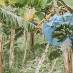 Las exportaciones de productos agropecuarios y agroindustriales de Colombia crecieron un 22,9 por ciento en valor y un 38,5 por ciento en volumen en abril pasado frente al mismo mes del año anterior, informaron hoy.