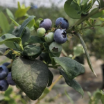 A 5.000 hectáreas llego producción de arándanos en Colombia Foto: Suministrada