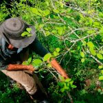Cultivos de Coca en Colombia