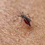 El uso de métodos de protección, como repelente, mosquitero y ropa de manga larga, ayuda a prevenir las picaduras del mosquito transmisor.