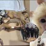 El intento de sacar ilegalmente a seis monos bebés transportándolos dentro de su ropa por dos extranjeros que fueron detenidos en el Aeropuerto José María Córdova de Medellín (noroeste) llena hoy de indignación a Colombia.