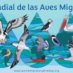 Conservar especies y sus hábitats, en el Día de las Aves Migratorias