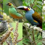Los amantes de la naturaleza en Colombia se suman hoy a las actividades por el Día Global de los Pájaros