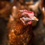 Bugweri, Uganda. Primer plano de un pollo en una granja avícola local.© FAO/Stuart Tibaweswa