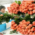 foto-cultivo-de-flores