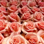 Flores-Colombiana-de-exportacion-ASOCOLFLORES