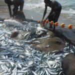 Exportaciones del sector pesquero colombiano crecen pese a aranceles en su principal mercado