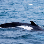 Ballernas Jorobadas en el Pacifico