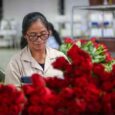 El gobierno del presidente electo Abelardo De La Espriella anunció que trabajará junto con Asocolflores en la construcción de un plan de choque para fortalecer la competitividad del sector floricultor frente a los desafíos que enfrenta la industria, entre ellos los nuevos aranceles impuestos por Estados Unidos.