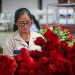 El gobierno del presidente electo Abelardo De La Espriella anunció que trabajará junto con Asocolflores en la construcción de un plan de choque para fortalecer la competitividad del sector floricultor frente a los desafíos que enfrenta la industria, entre ellos los nuevos aranceles impuestos por Estados Unidos.
