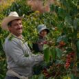 La reversión de la bonanza en el sector cafetero trasciende la actividad agrícola