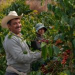 La reversión de la bonanza en el sector cafetero trasciende la actividad agrícola