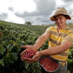 Recolector de Café en Colombia
