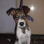 Cachorrita Busca Hogar