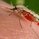 Malaria