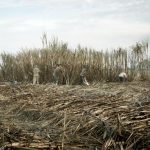 La Tierra y la Sombra