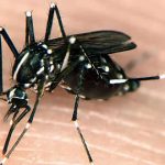 chikungunya