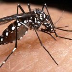 MOSQUITO-DENGUE