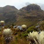 Paramos de Colombia