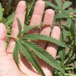 marihuana Medicinal 00