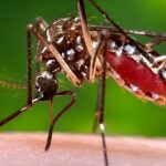ZIKA00