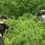 Erradicaciòn de Cultivos