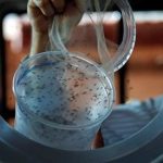 Investigaciòn sobre el ZIKA