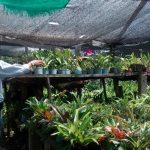 Orquídeas de Cundinamarca 2.